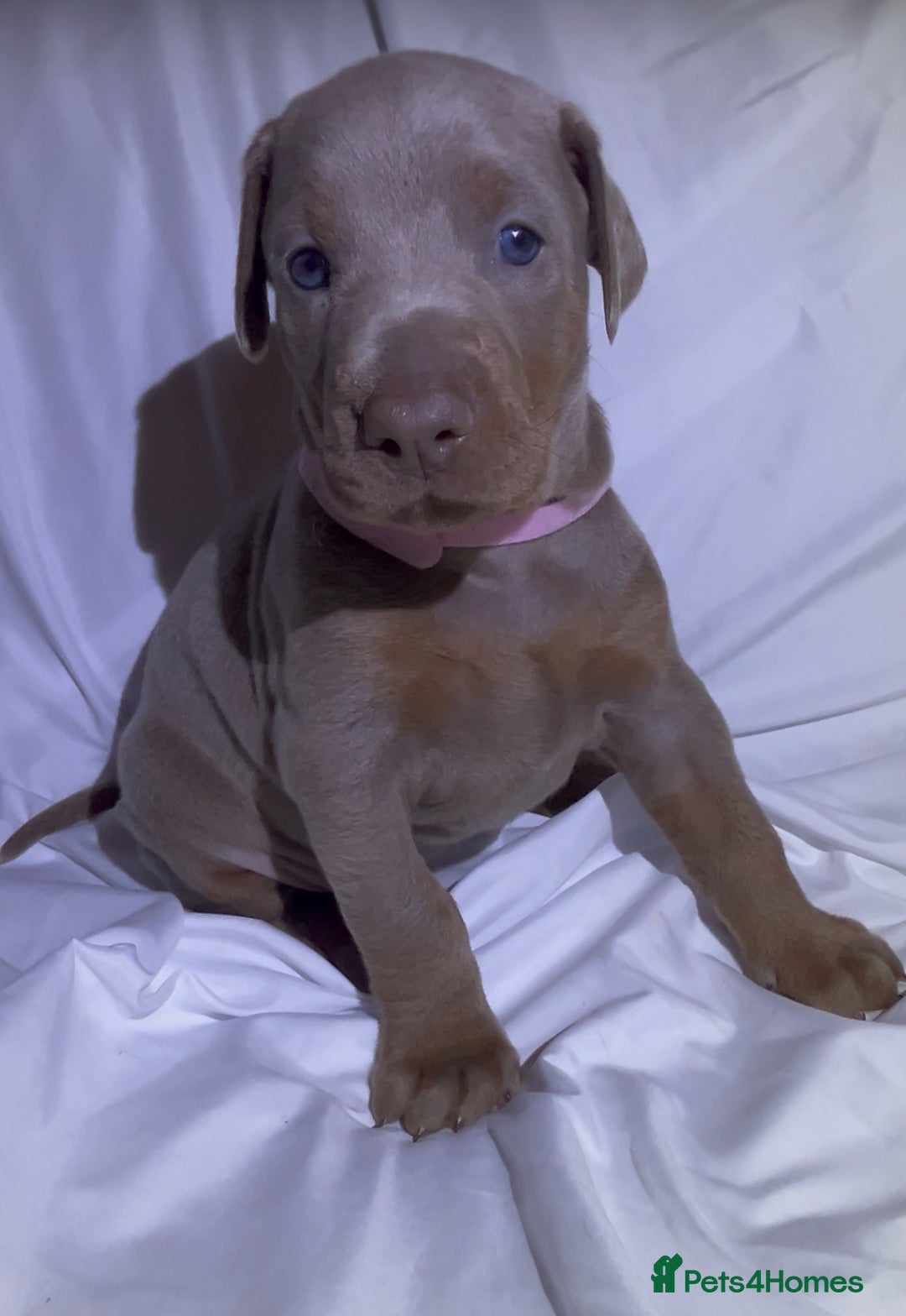Dobermann dogs for sale: Kc Isabella Doberman puppies  - Image 3