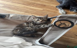 Maine Coon cats for sale: Maine Coon X  - Image 9