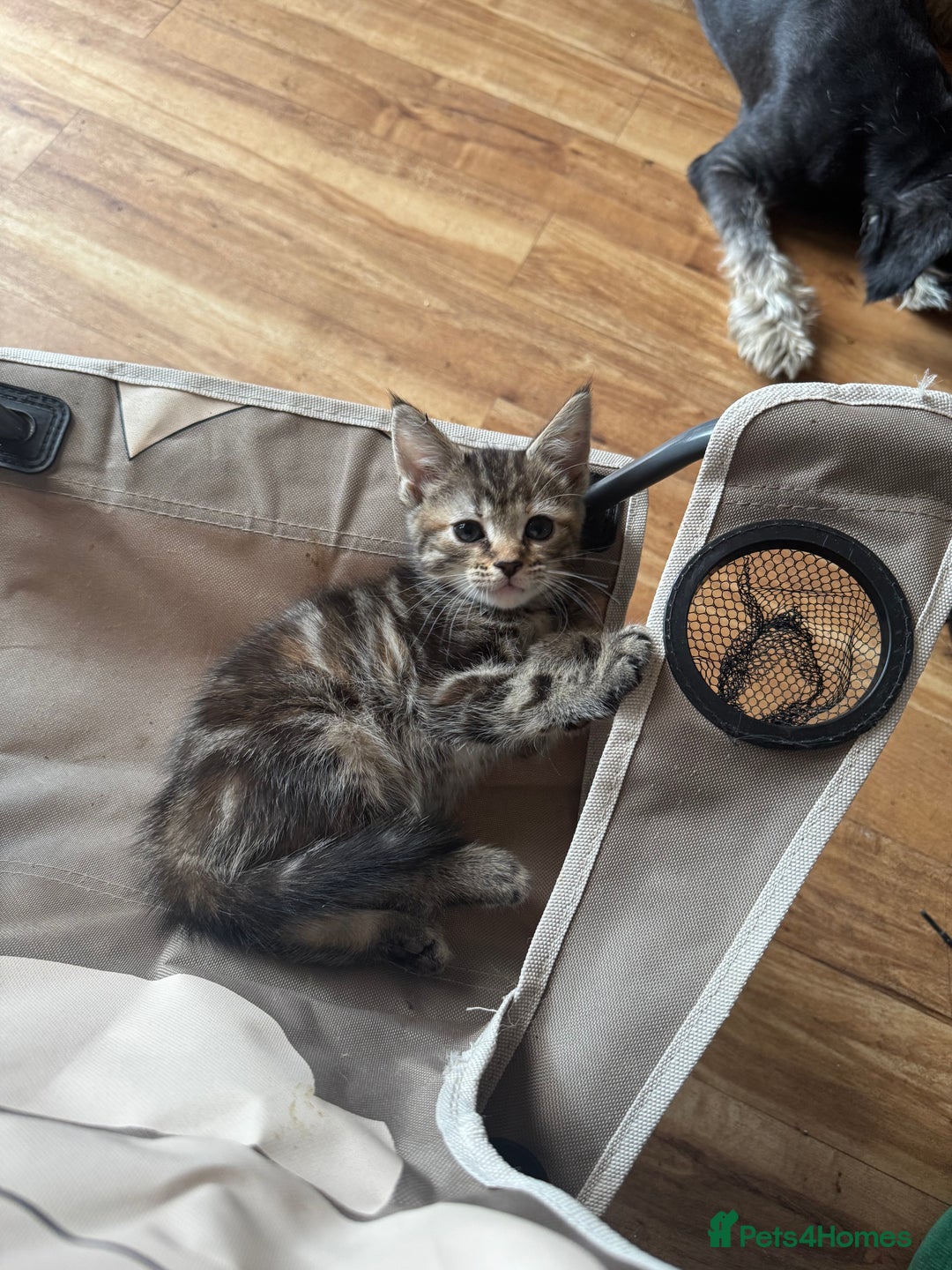 Maine Coon cats for sale: Maine Coon X  - Image 9