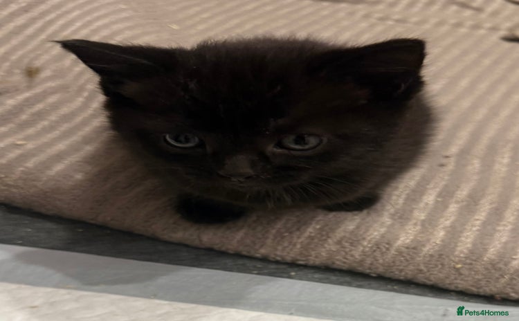 Persian cats - Advert 13