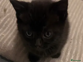 Persian cats beautiful little girl left needs her forever home - Advert 4