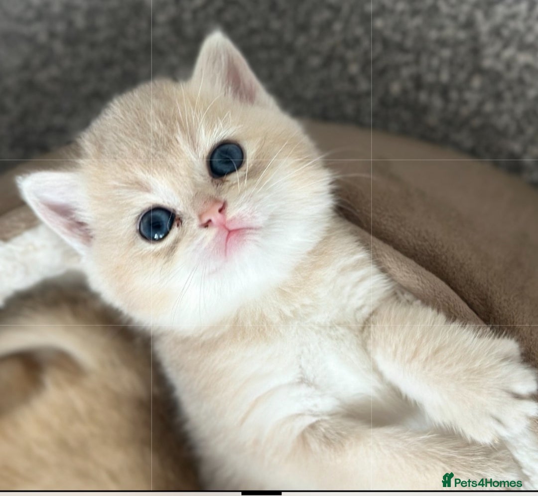 British Shorthair cats for sale: British Shorthair Golden kitten GCCF - Image 11