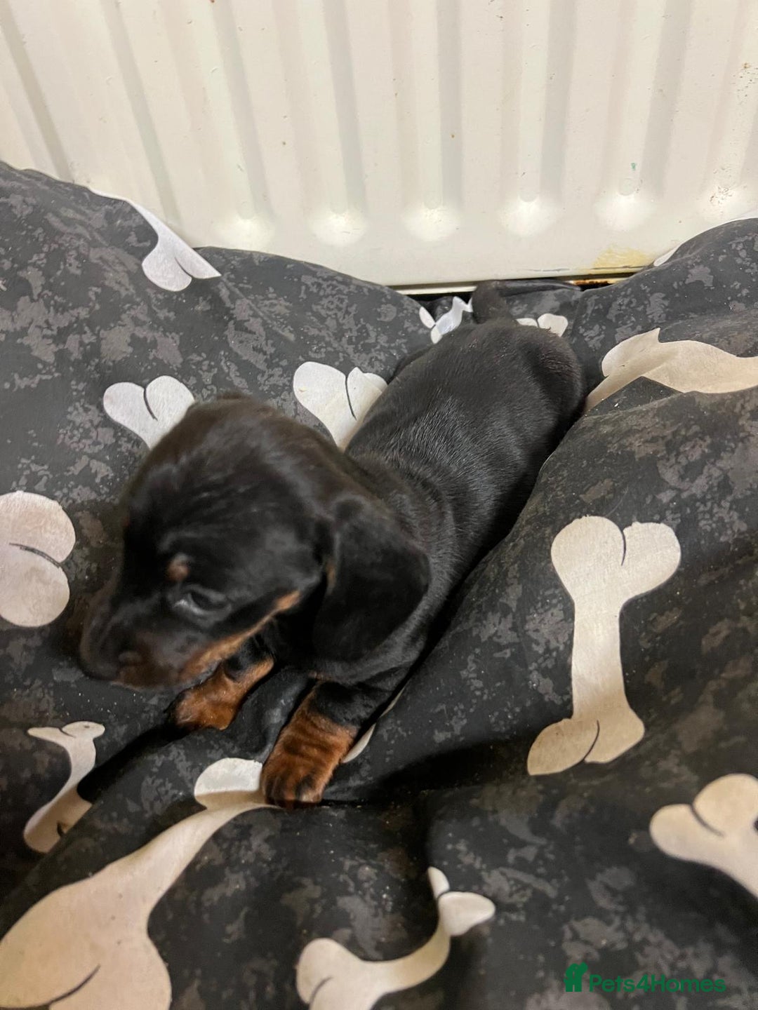 Miniature Dachshund dogs for sale: Beautiful miniature dachshund puppy's  - Advert 4