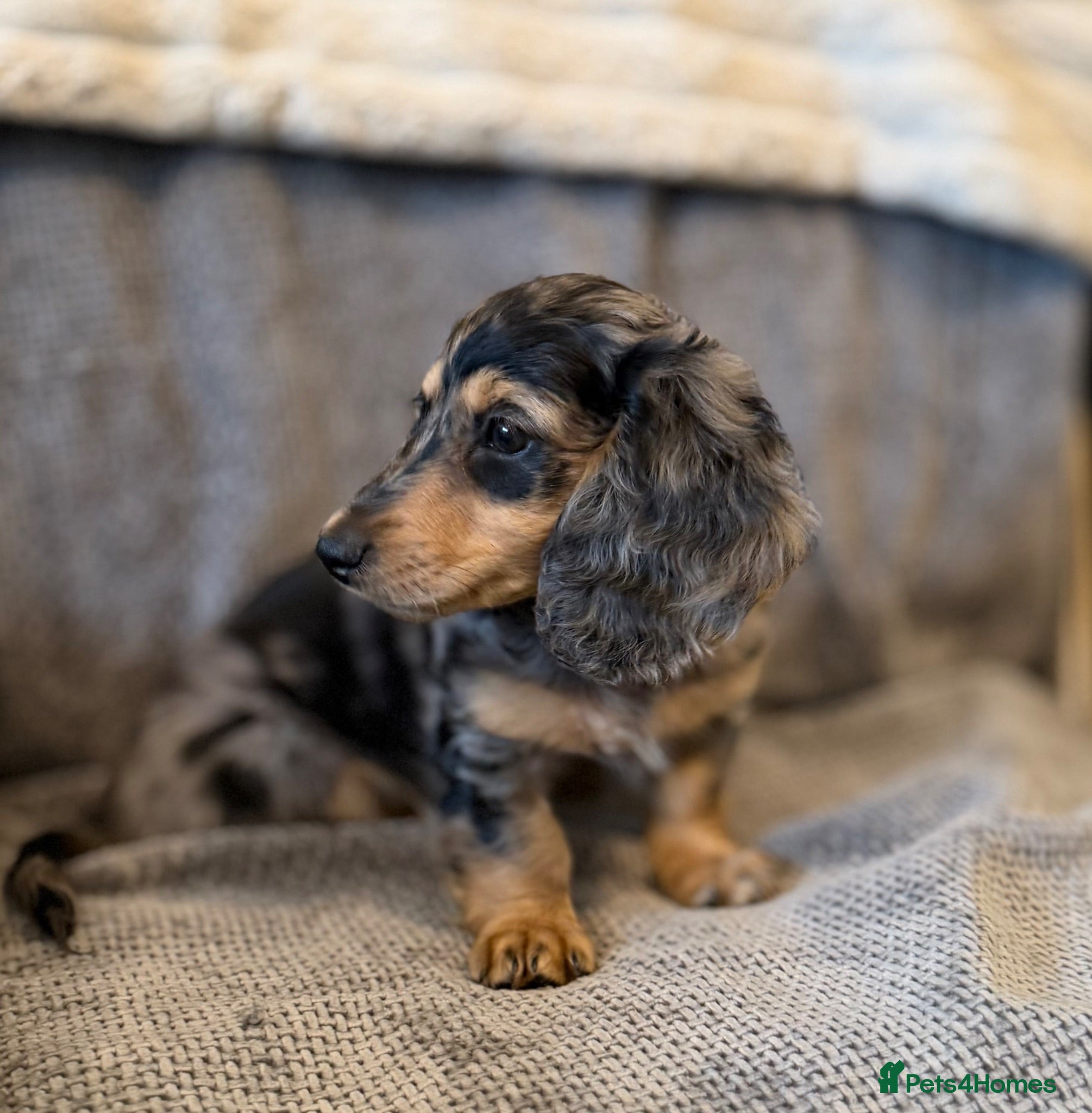 Miniature Dachshund dogs Quality miniature dachshund puppy ⭐  - Advert 1