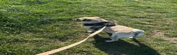 Pug dogs for sale: Rehoming Tank  in Cambridge - Advert 2