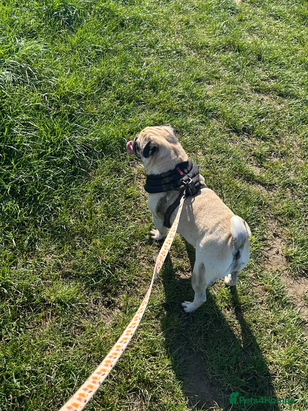 Pug dogs for sale: Rehoming Tank  in Cambridge - Advert 2