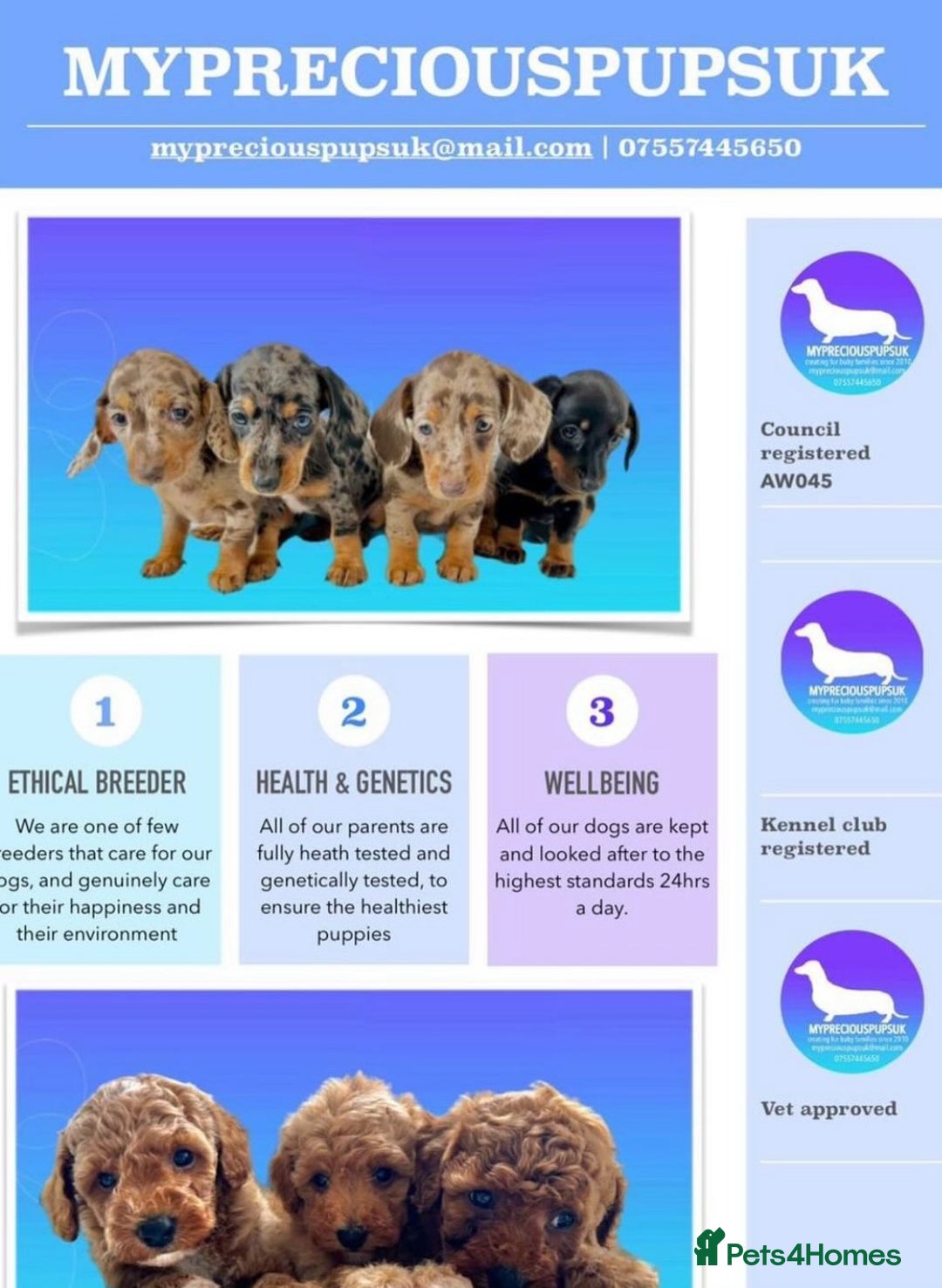 Cavapoo dogs for sale: F1 cavapoos fully genetic tested 5* breeder  - Advert 9