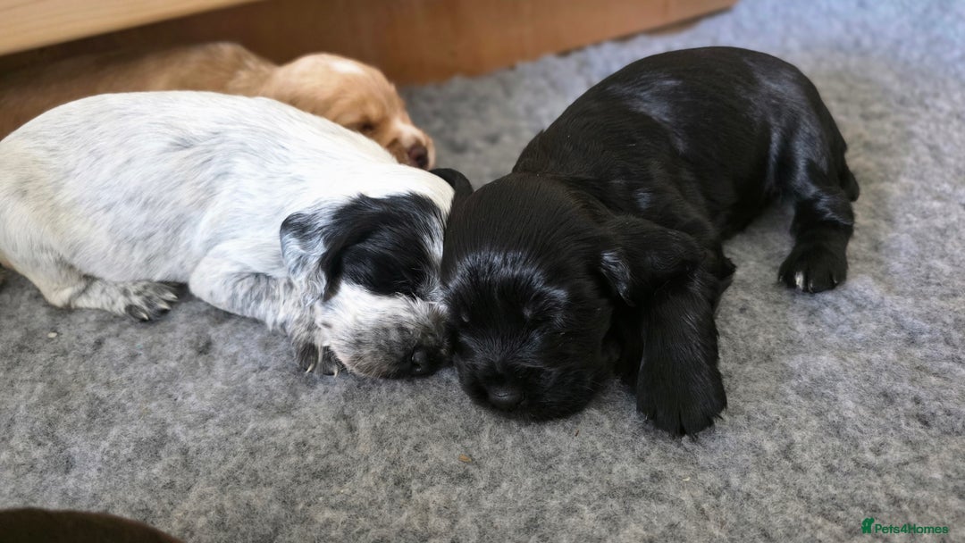 Cocker Spaniel dogs for sale: 🐾 Working Cocker Spaniel Puppies for Sale £800  - Image 3
