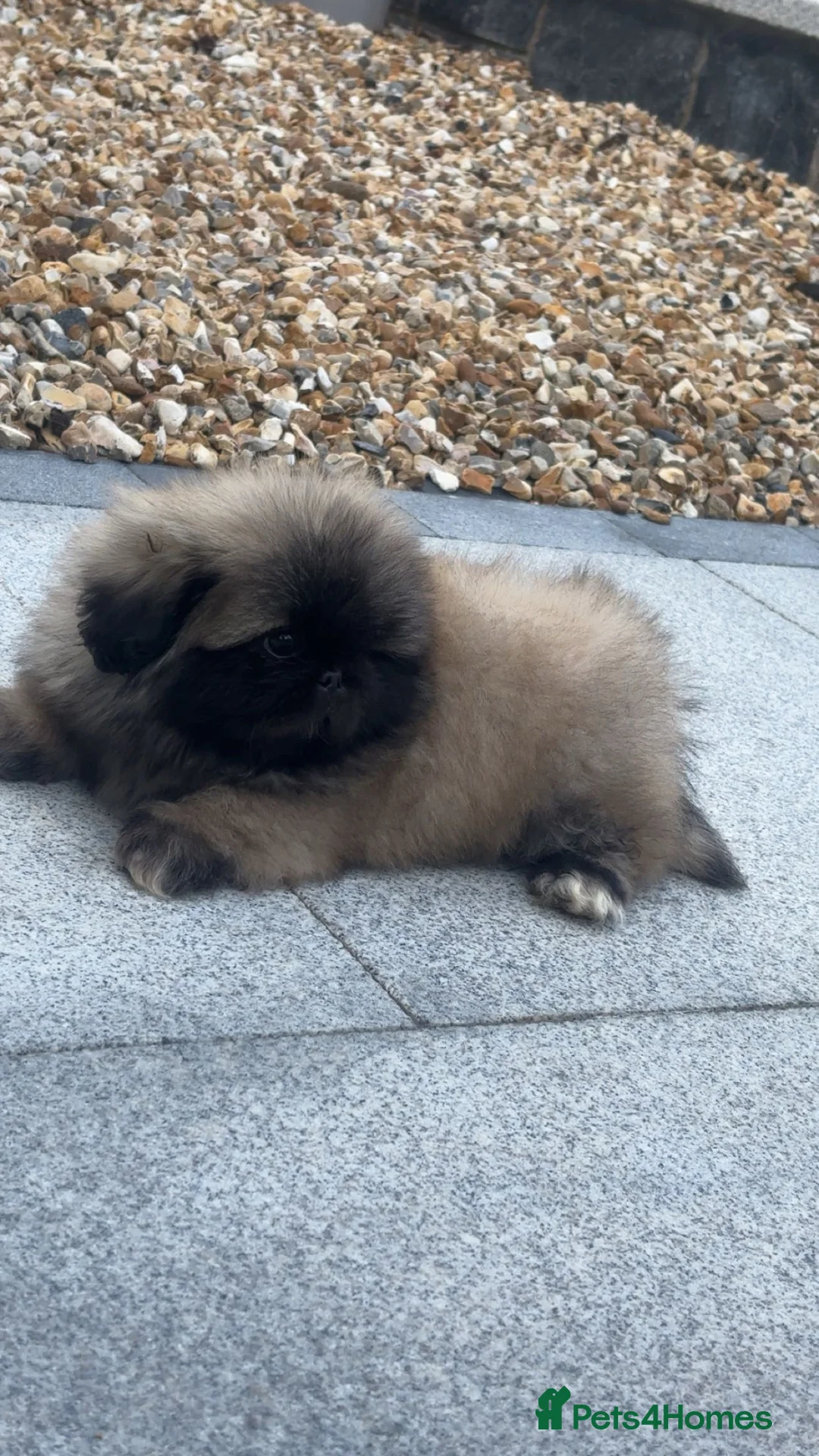 Pekingese dogs for stud: Stunning Pekingese STUD  - Advert 8
