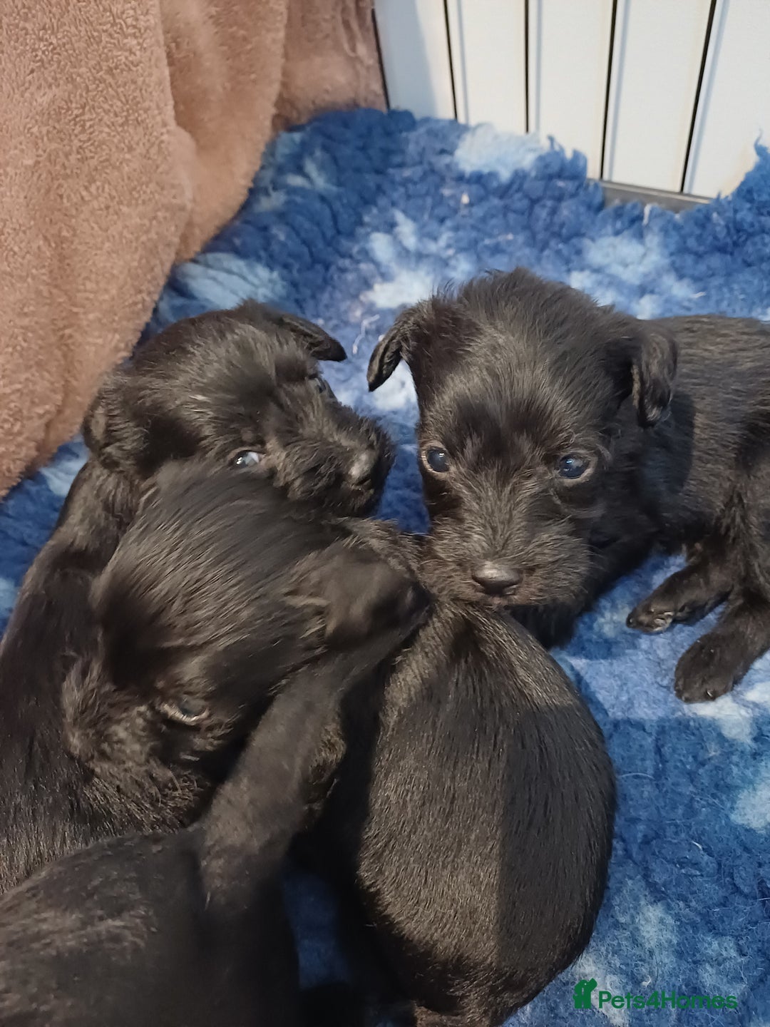 Schnoodle dogs for sale: Schnoodles - poodle and schnauzer mix - Advert 6