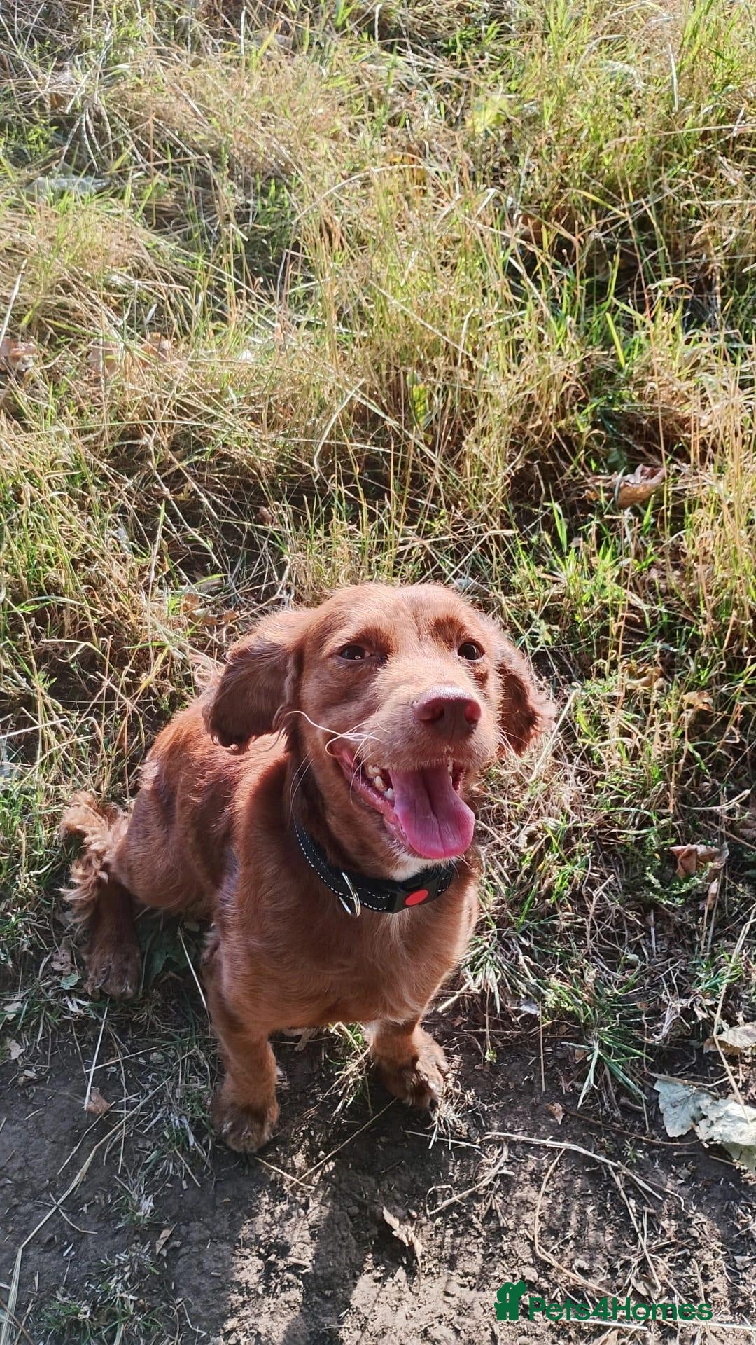 Cocker Spaniel dogs Lovely three year old cocker spaniel  - Advert 2
