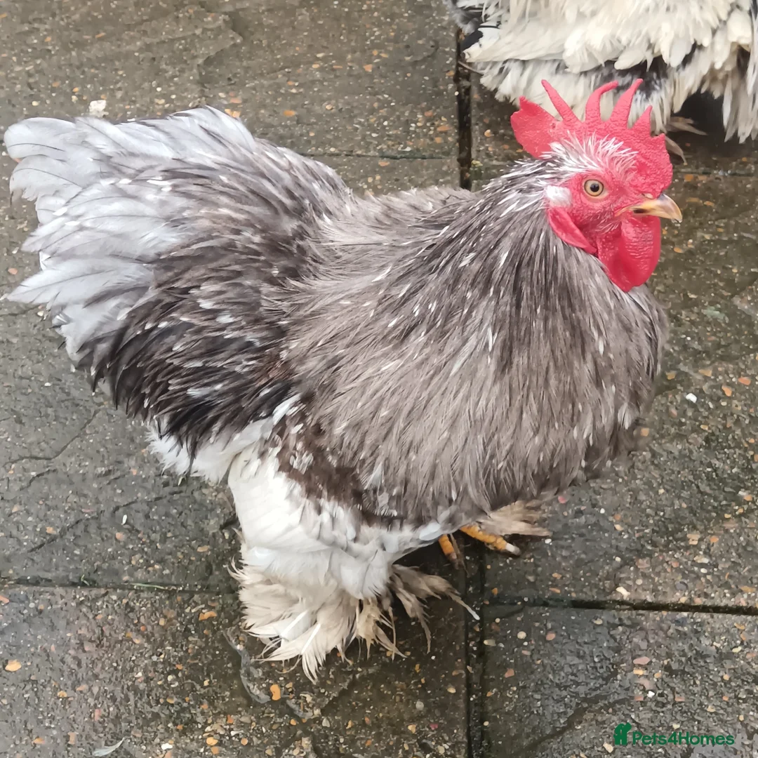 Hens poultry for sale: Hens for free - Advert 6