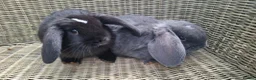 Mini Lop rabbits for sale: Bundle of fluffs ready to be reserved - Advert 6