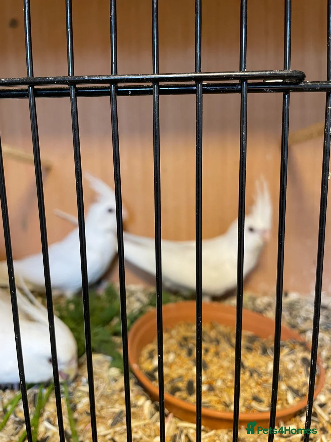 Cockatiels birds for sale: Cockatiels for sale  - Advert 3