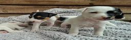 Jack Russell dogs for sale: Outstanding Jack Russel puppies - Advert 8