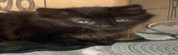Mixed Breed cats for sale: Extra fluffy kittens - Advert 5