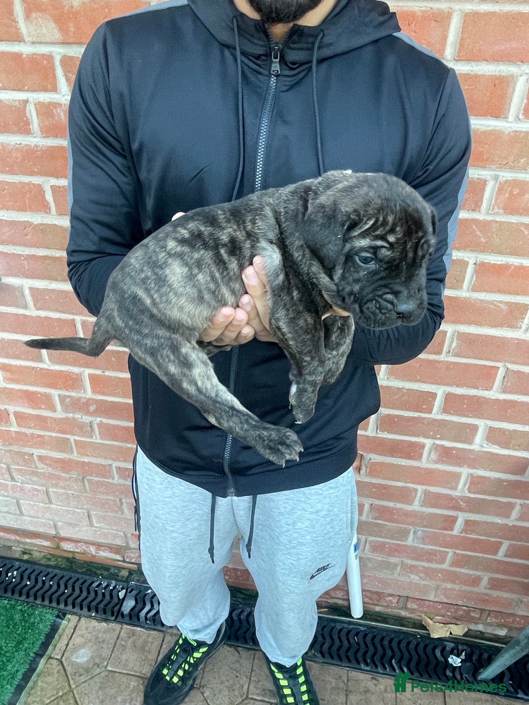 Presa Canario dogs for sale: Presa Canario Puppies Spanish x Serbian Imports - Advert 25