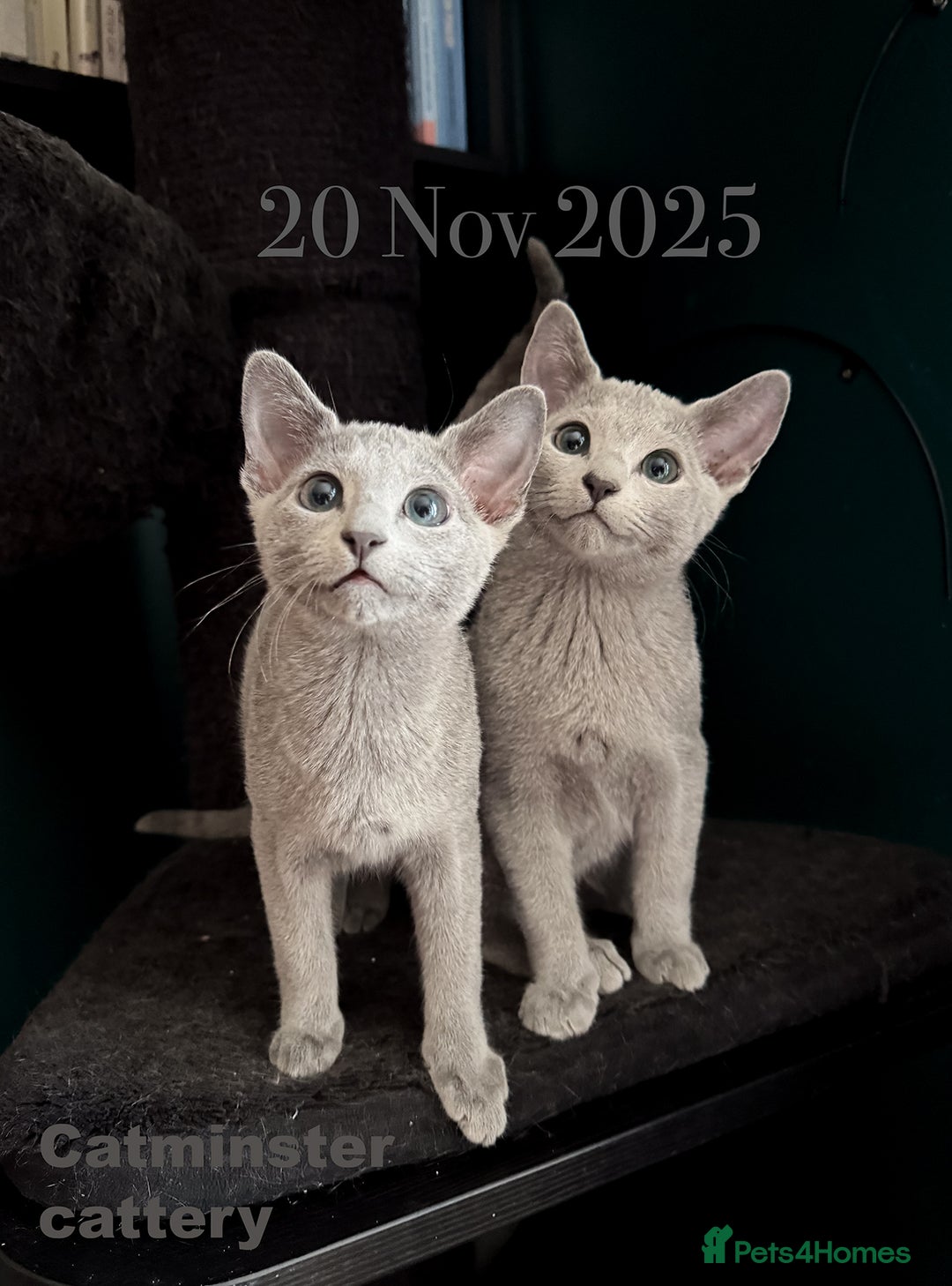 Russian Blue cats for sale: Exquisite Purebred Russian Blue Kittens 🐾 - Advert 4