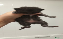 Mixed Breed cats for sale: 5 mixed breed kittens looking for new homes  - Image 8