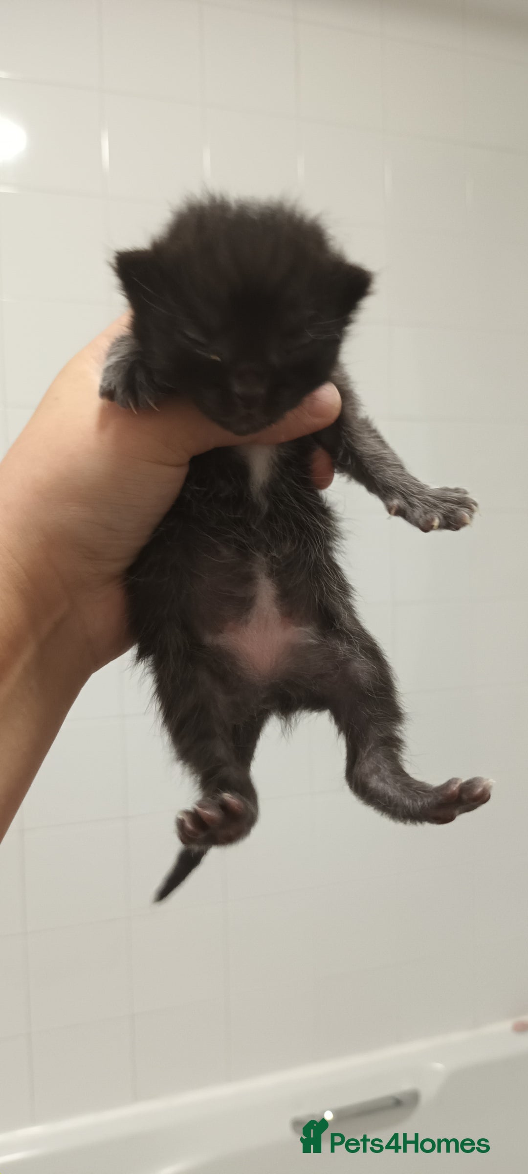 Mixed Breed cats for sale: 5 mixed breed kittens looking for new homes  - Image 8
