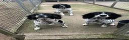 Sprocker dogs for sale: sprockers in Banchory - Advert 9