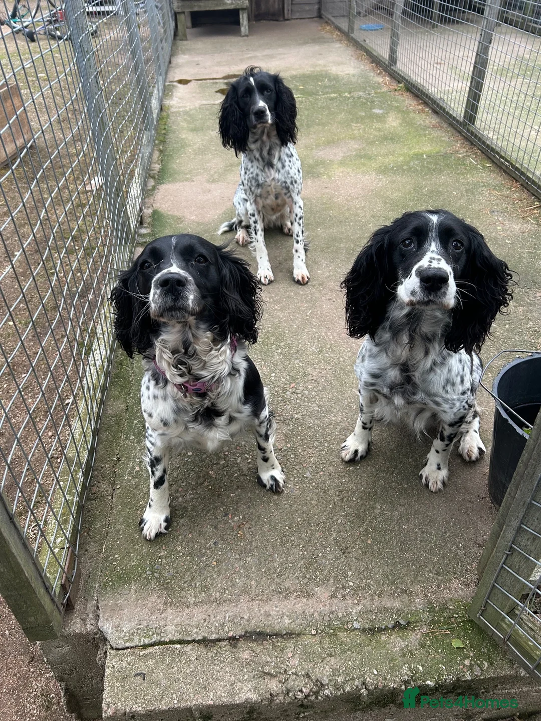 Sprocker dogs for sale: sprockers in Banchory - Advert 9