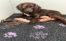 Cocker Spaniel dogs for sale: 6 kc reg cocker spaniel puppies fully dna tested  - Image 7