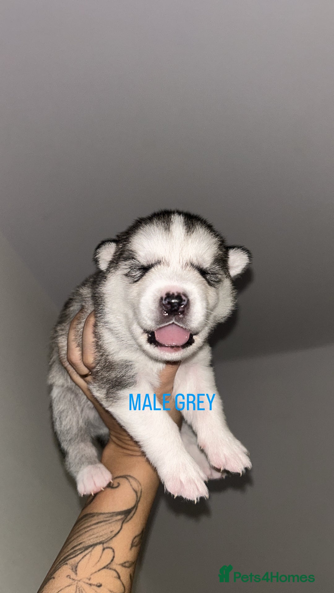 Siberian Husky dogs for sale: STUNNING PURE SIBERIAN HUSKY PUPPIES  - Advert 8