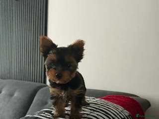 Yorkshire Terrier dogs Beautiful Yorkshire terrier Boys ready now 😻 - Advert 12