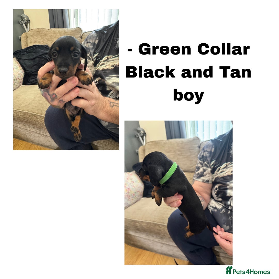 Miniature Dachshund dogs for sale: Miniature Dachshunds  - Image 4