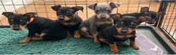 Miniature Pinscher dogs for stud: KC Registered miniature pinscher for stud  in Bolton - Advert 10