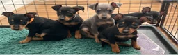 Miniature Pinscher dogs for stud: KC Registered miniature pinscher for stud  in Bolton - Advert 10