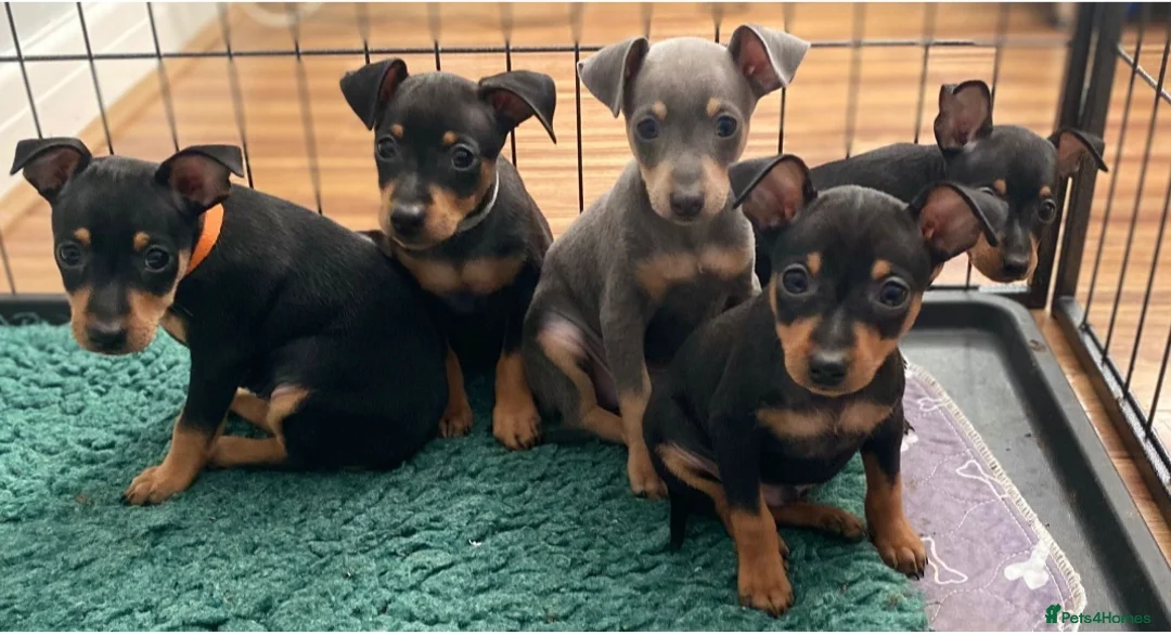 Miniature Pinscher dogs for stud: KC Registered miniature pinscher for stud  in Bolton - Advert 10