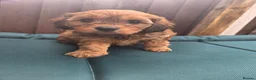 Cavapoo dogs for sale: F1 CAVAPOO PUPPIES - Advert 8