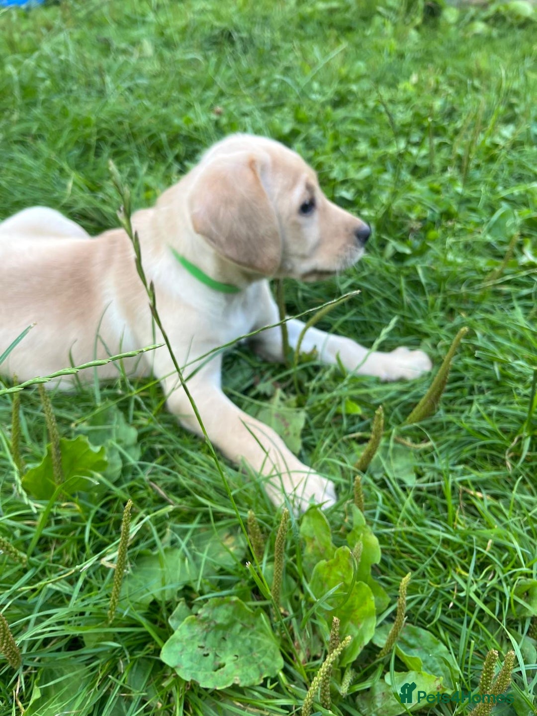 Labrador Retriever dogs for sale: Lovely Labrador pups - Image 15