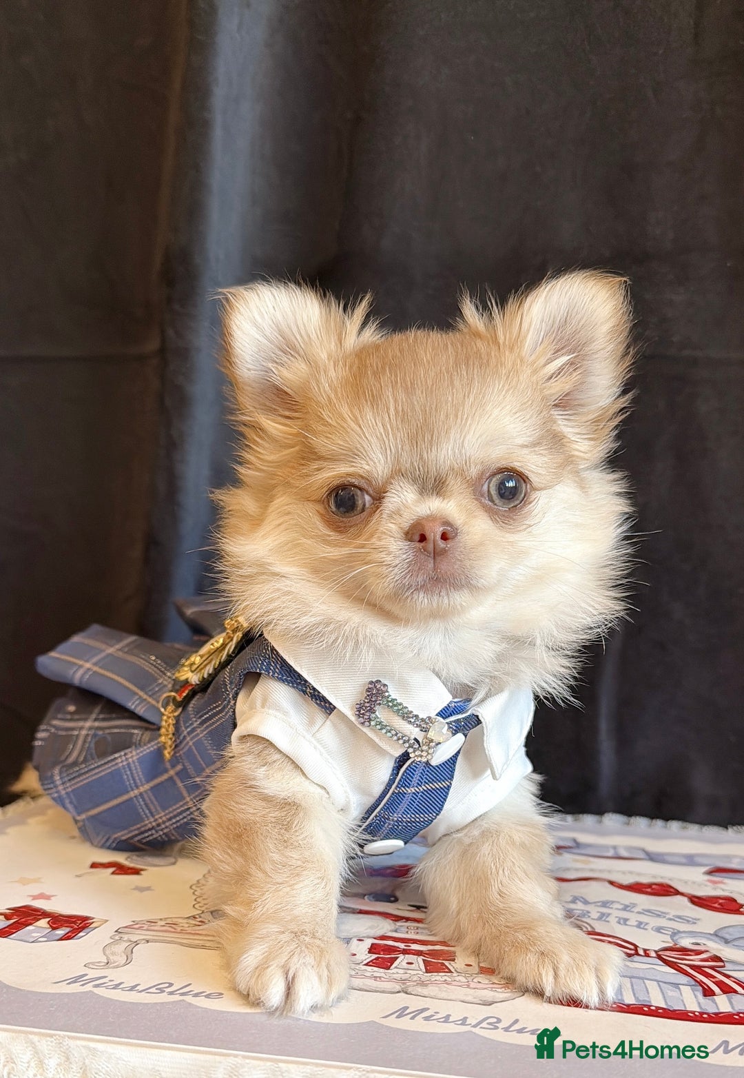 Chihuahua dogs for sale: Long haired chihuahua girl  - Advert 7