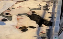 Mixed Breed dogs for sale: F1 jackcain  - Advert 22