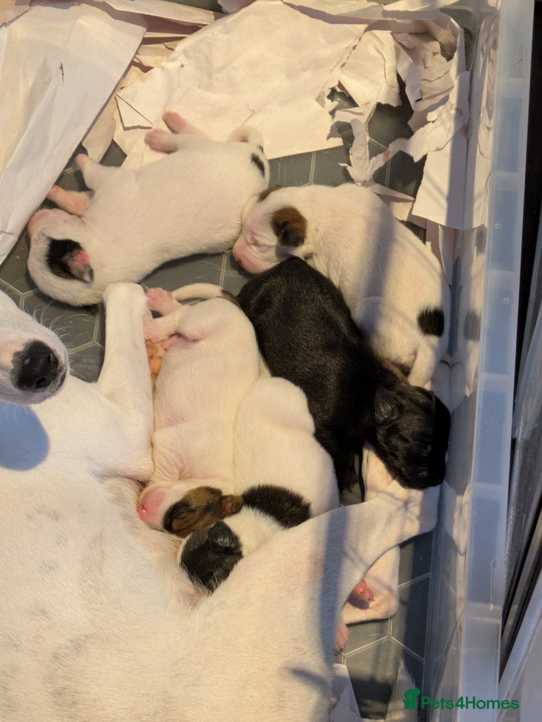 Mixed Breed dogs for sale: F1 jackcain  - Advert 22