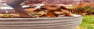 Dachshund 2