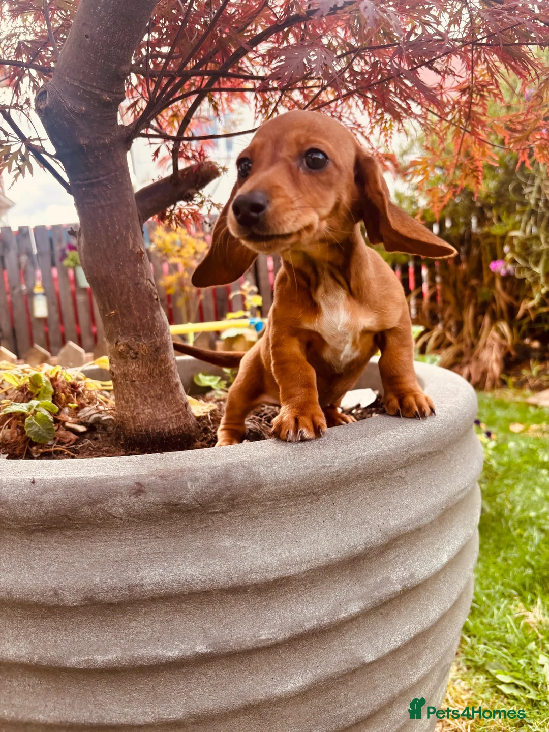 Dachshund dogs for sale: Beautiful Dachshund puppies  - Advert 10