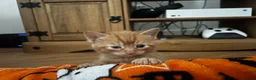 Mixed Breed cats for sale: 5 Gorgeous Bengal x Norwegian Forest x Bombay cats - Advert 7