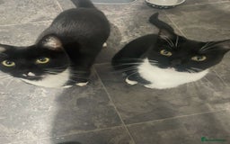 British Shorthair cats for sale: 2 adult cats free to good home - Image 1