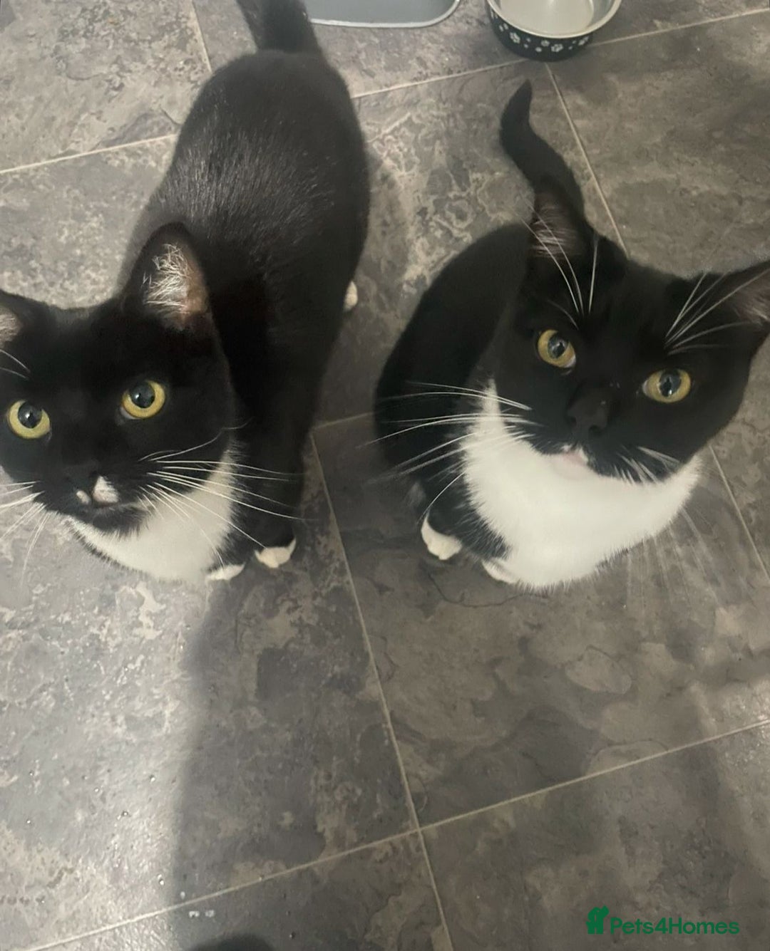 British Shorthair cats for sale: 2 adult cats free to good home - Image 1