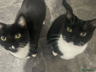 British Shorthair cats - Advert 8