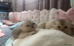 Scottish Fold cats for sale: Scottish fold female pick of litter - Image 5