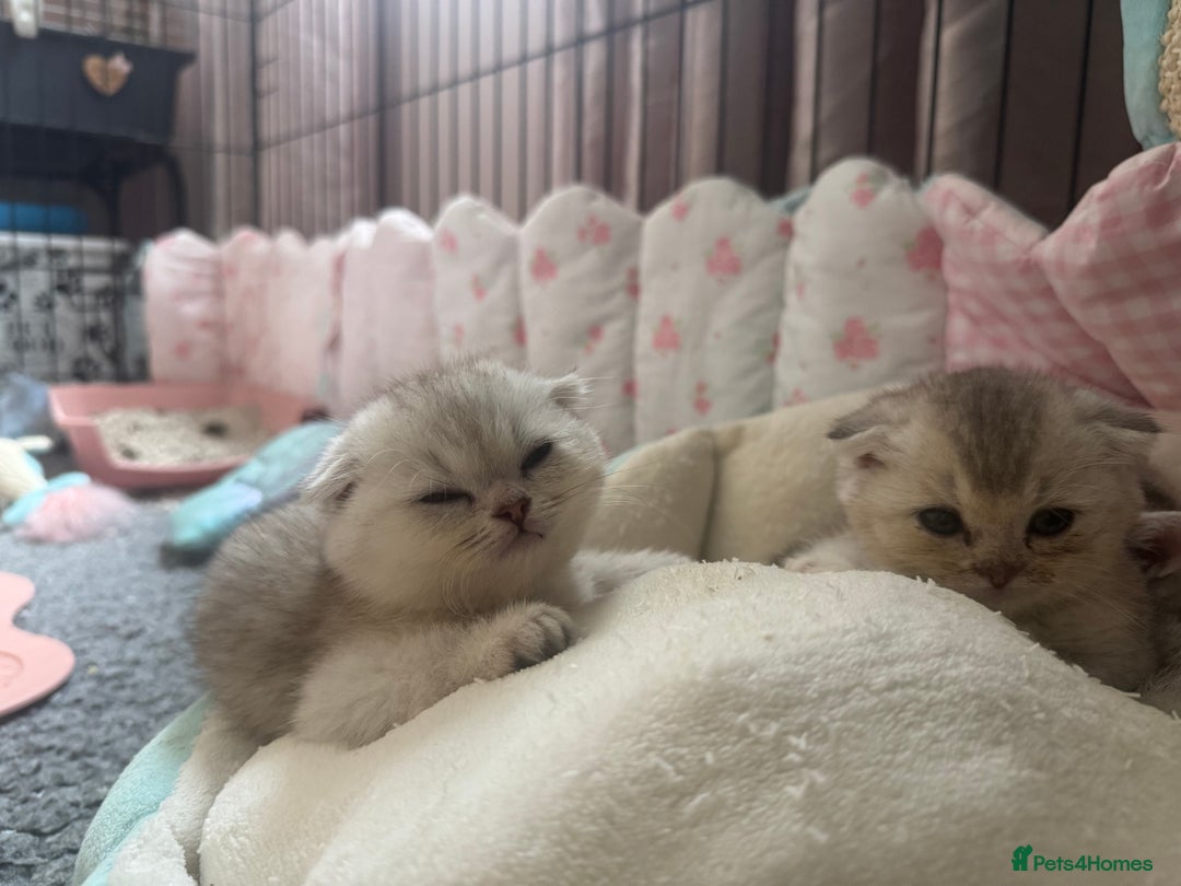 Scottish Fold cats for sale: Scottish fold female pick of litter - Image 5