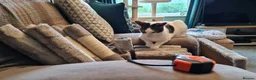 Mixed Breed cats for sale: Chappie 6yrs  - Advert 4
