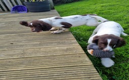 English Springer Spaniel dogs for sale: English springer spaniels  - Image 10
