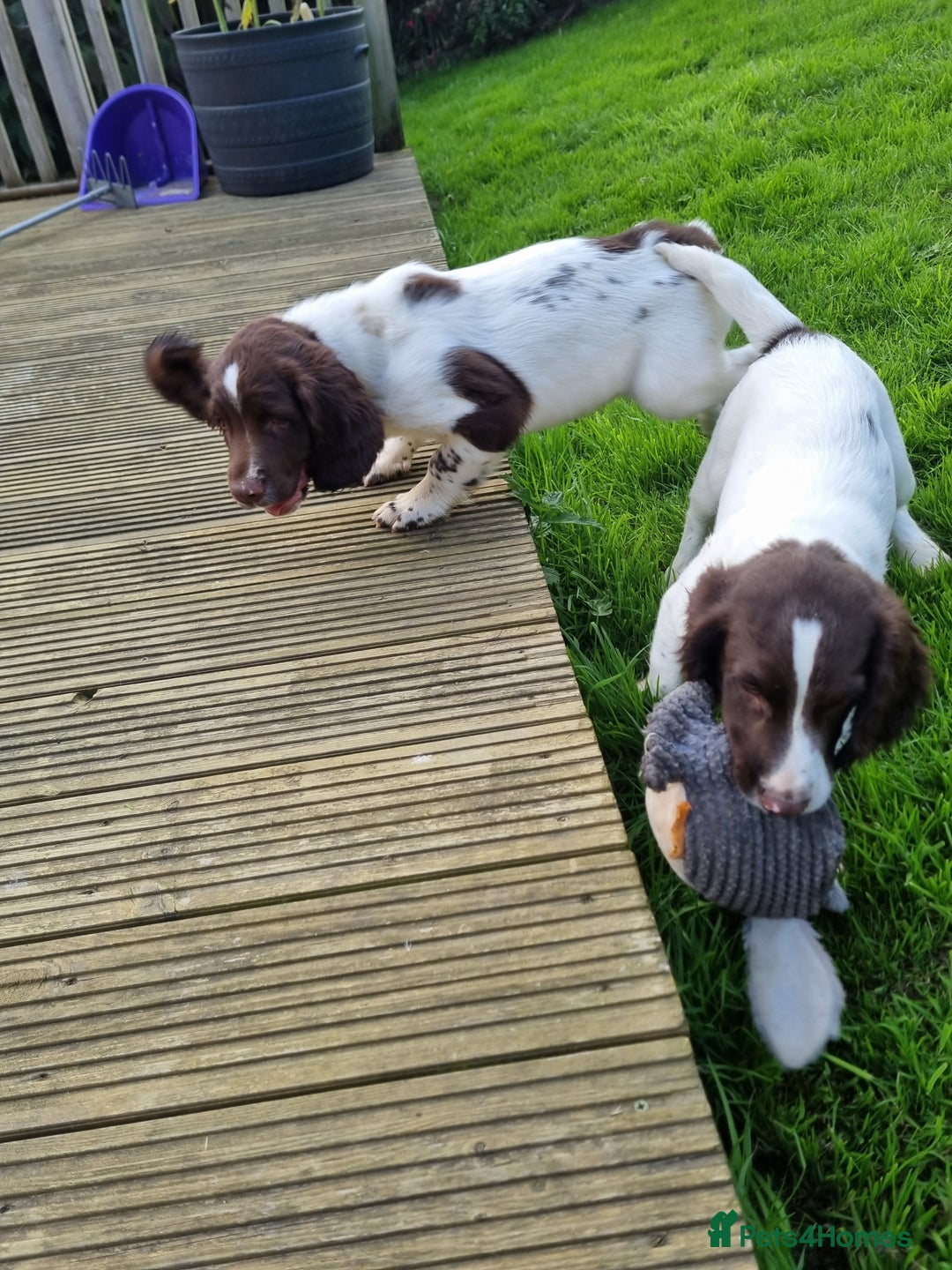 English Springer Spaniel dogs for sale: English springer spaniels  - Image 10