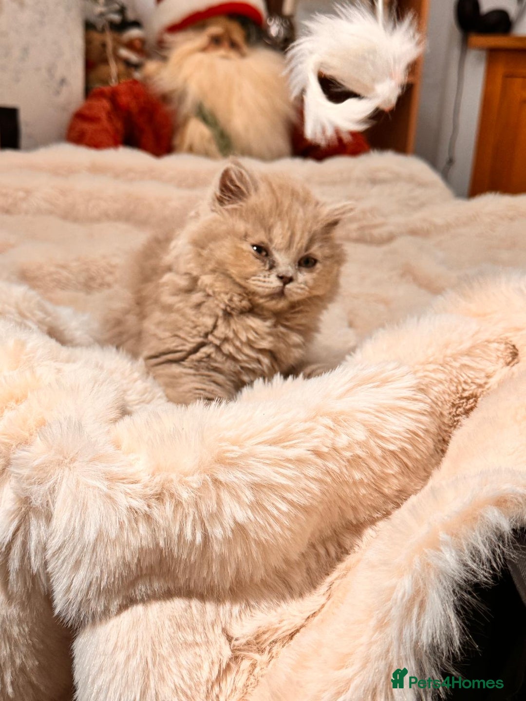 British Longhair cats for sale: !!Champion Bloodline!! British longhair GCCF stoke - Advert 3